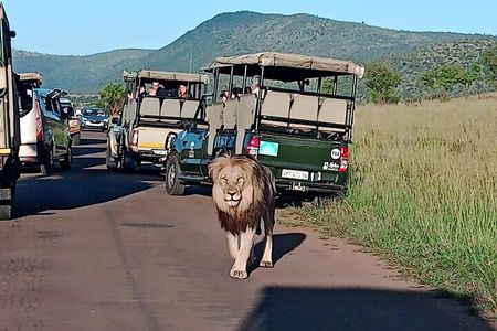 Full-Day Shared Kruger National Park Safari from Hoedspruit