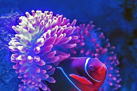 Night at the Aquarium Tour 