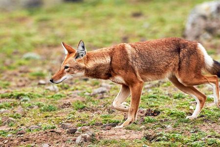 3 Day Bale Mountains Tours