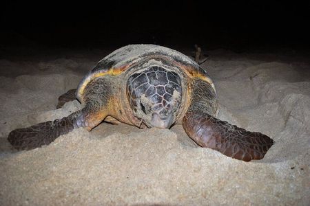 Boa Vista Turtle Watching Tour