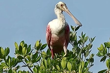 Dolphin and Manatee Kayak Tour of Daytona Beach
