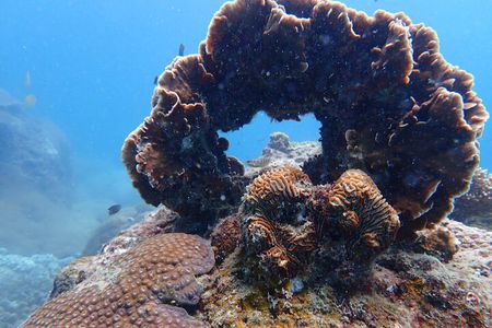 Dive Trip Experience in Koh Tao