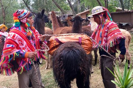 Half Day Andean Llama Trek in the Sacred Valley 
