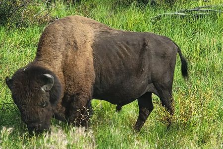 Bison Highway Road Tour