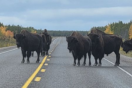 Bison Highway Road Tour