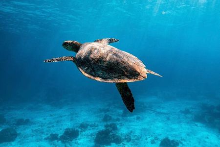 2x Snorkelling Phi Phi, Maiton, Maya Bay, khai islands tour
