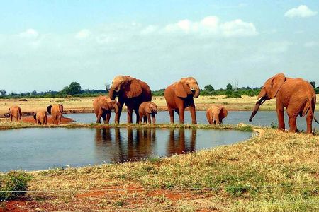 3 Day Safari to Tsavo East and Tsavo West from Coastal Beaches
