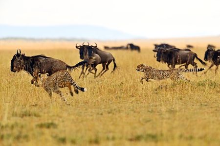 Private Safari in Tarangire National Park