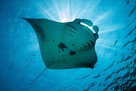 Swim With Manta Rays and Day Tour to Lembongan from Bali
