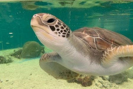 Cairns Aquarium General Admission and Turtle Hospital Tour