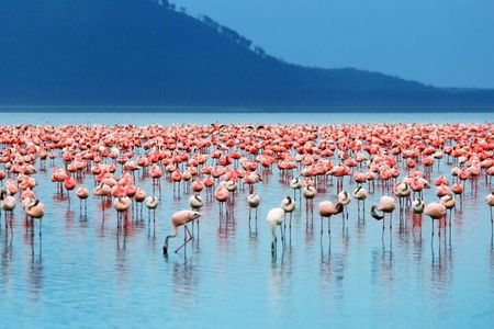 Full-Day Lake Nakuru National Park Private Tour With 4*4 Vehicle