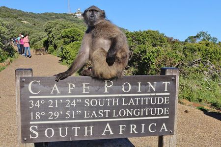 5-Star Small-Group: Cape of Good Hope, Penguins & Bo-Kaap Tour