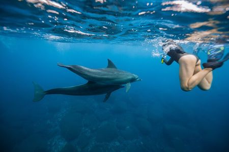Swim With Dolphins