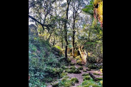 Enchanted Forest Hike and Wine Tasting Private Tour