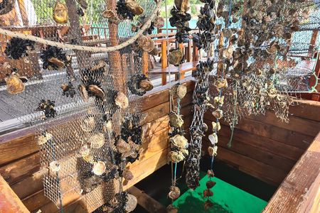 Oysters & Wine Tour From Dubrovnik (Small Group)