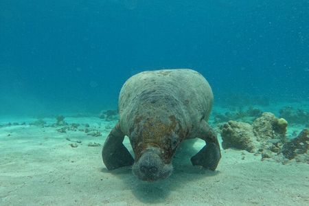 San Pedro and Caye Caulker Hop-On Hop-off Private Tour