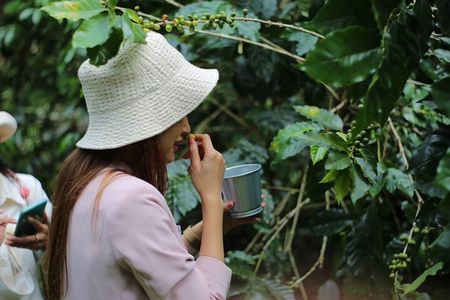 Chiangmai Coffee Farm Tour
