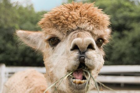 Alpaca World & Nami Island Private Tour 