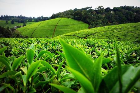 Nairobi to Kiambethu Tea Farm Tour