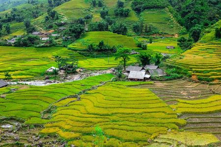 A day Trek to Rice Field in LaoChai-Tavan village-MuongHoa valley