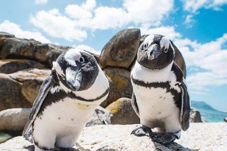 Cape of Good Hope>Cape Point>Penguins & Wine Tasting