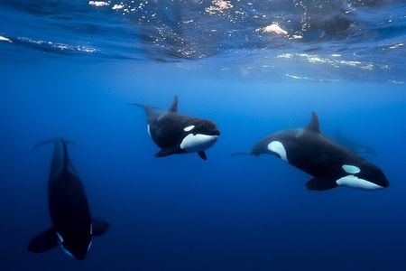 Open Ocean Safari and Whale Watching