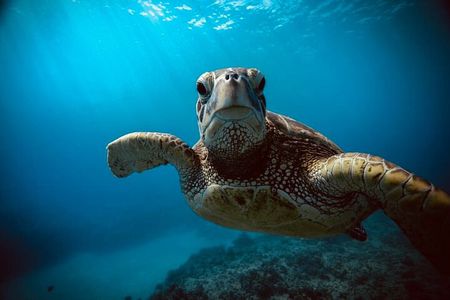 Waikiki small group turtle snorkeling & sailing 