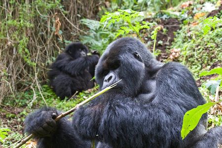 3 Day Uganda Gorilla Adventure