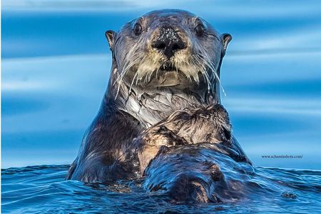 Whale Watching and Wildlife Adventure in Sitka