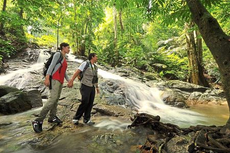 Batu Caves & FRIM Nature Walk – A Scenic UNESCO Heritage Tour