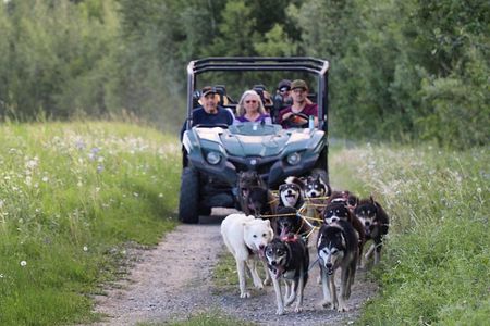 Sled Dog Cart Ride with Guide