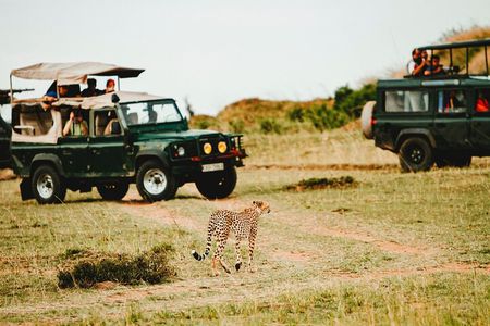 6 Days of Kenyan Wonders: Amboseli, Lake Nakuru, and Masai Mara