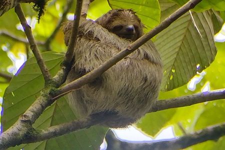 Sloth watching La Fortuna 