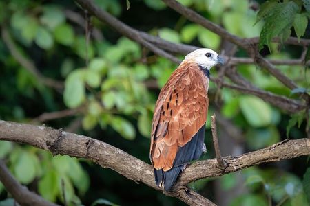 Amazon Explore 4D/3N-At Amazon Tapiri Floating Lodge 