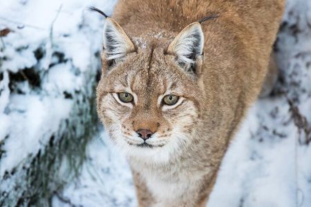 Ranua WildLife Zoo Park