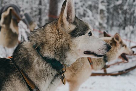 Nulkki Husky Adventure