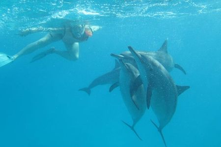 Samadai Reef - Dolphin House Snorkeling & diving tour in Marsa