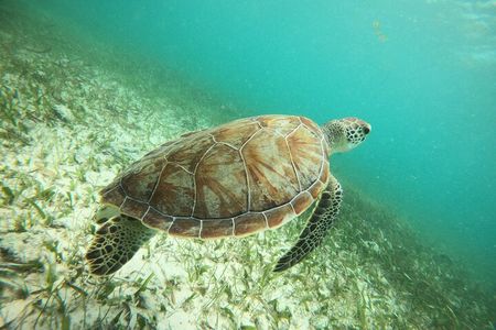 Experience Guided Snorkeling in Costa Maya