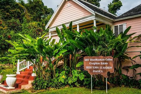 Exotic Blue Mountain Coffee Tour