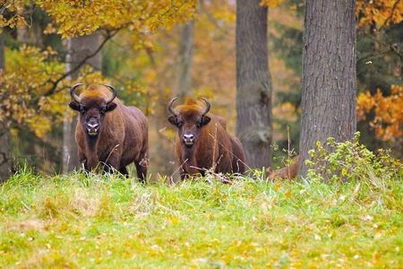 Private Full Day Bison Safari Tour in Bialowieza National Park