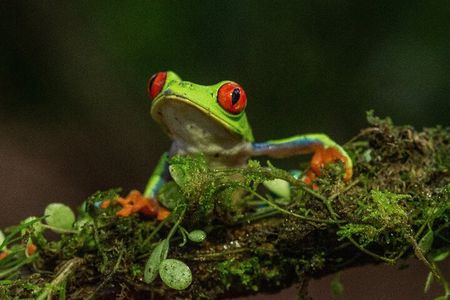 Rio Celeste Nature Night Walk