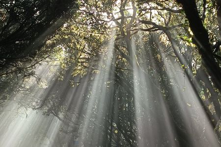 Tenerife: Hiking Tour in Anaga Mountains and Enchanted Forest