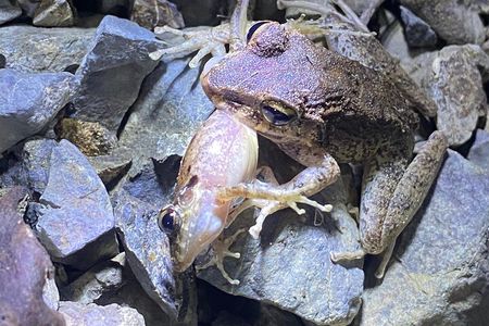 Night Walk Tour and Jungle Dinner in Jaco