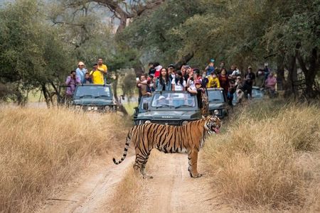 3 Day Ranthambore Wildlife Tiger Safari Tour from Delhi