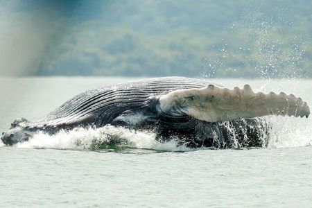 Whale and Dolphin Tour July -October 2025