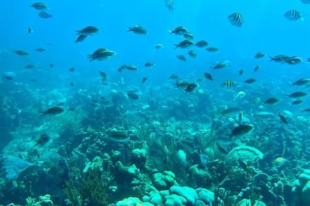 Catalina Island: snorkeling, beach, lunch and river Chavón