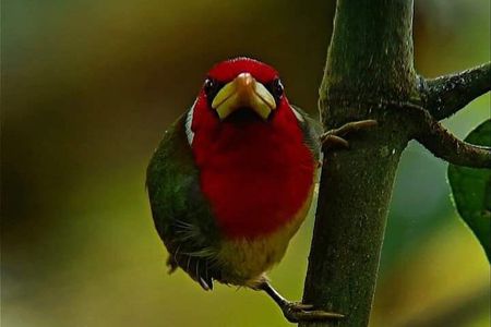 Birdwatching, Hummingbirds and chocolate experience in Mindo