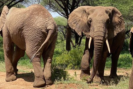 5 Days Northern Migration Budget Safari.