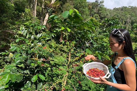 Coffee Lovers Farm and Roasting Tour