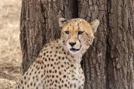 5 Days Fantastic Tanzania Lodge Safaris 